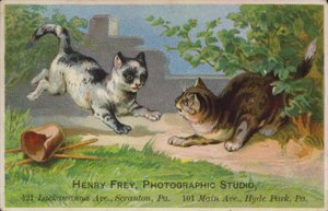 Chatons joueurs - American School