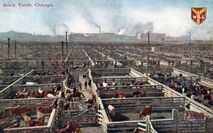 Carte postale représentant les parcs à bestiaux et les abattoirs de Chicago, vers 1910 - American School