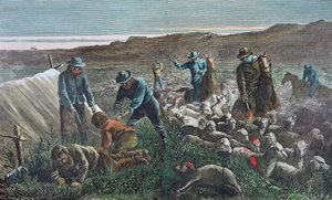 Massacre de moutons pendant la guerre des pâturages de Pleasant Valley, Arizona - American School