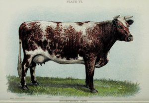 Vache Shorthorn, du "Biggle Cow Book" de Jacob Biggle, 1898 - American School