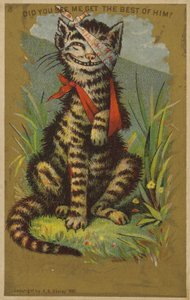 Chat souriant avec des blessures - American School