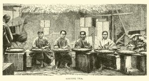 Triage du thé - American School