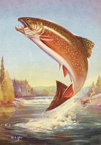 Pêche sportive : Truite de ruisseau sautant