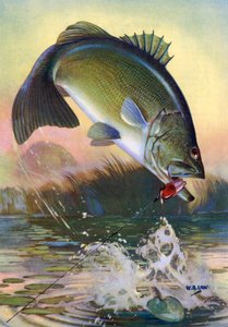 Pêche sportive : achigan à grande bouche bondissant