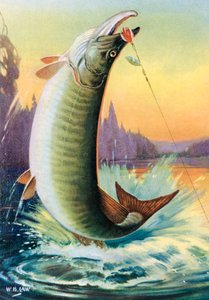 Pêche sportive : muskie bondissant