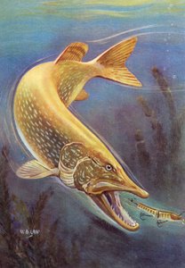Pêche sportive : Brochet attaquant un leurre