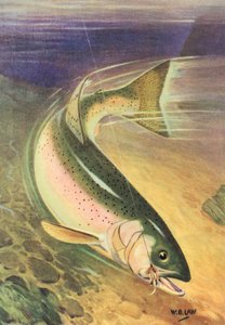 Pêche sportive : truite arc-en-ciel sur la ligne