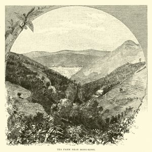 Ferme de thé près de Hong-Kong - American School