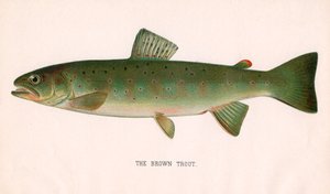 La truite brune - American School