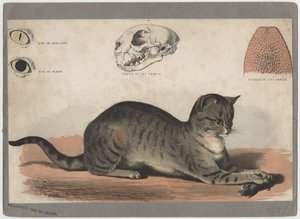 Le Chat - American School