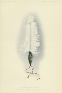 Le symbole de la plume de Tirawa (lithographie couleur) - American School