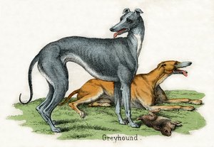Deux lévriers, de L