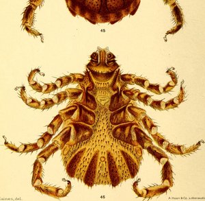 Vue ventrale du mâle Boophilus Annulatus, illustration du "Cattle ticks"