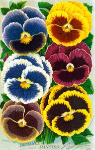 Fleurs de pensée victoriennes - American School