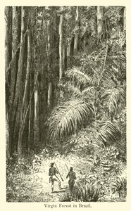 Forêt vierge au Brésil - American School