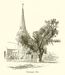 Orme de Washington, Cambridge - American School