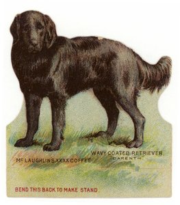Retriever noir à poil ondulé - American School