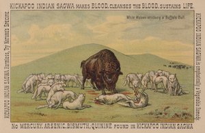 Loups blancs attaquant un taureau de buffle