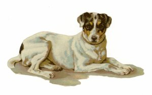 Jeune chien couché - American School