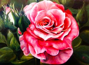 Une rose rose vif en pleine floraison
