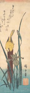 Oiseau et iris