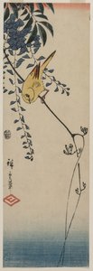 Canari et glycine, milieu des années 1840 - Ando Hiroshige