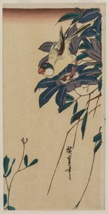 Gros-bec et clématite, milieu des années 1830 - Ando Hiroshige