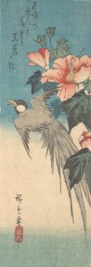 Hibiscus Mutabilis et oiseau à longue queue, vers 1842 - Ando Hiroshige