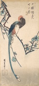 Oiseau à longue queue - Ando Hiroshige