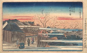 Fleurs de cerisier du matin à Shin-Yoshiwara - Ando Hiroshige