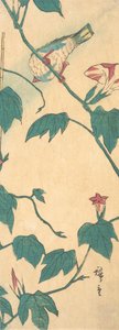 Gloires du Matin et Oiseau, 1840-50