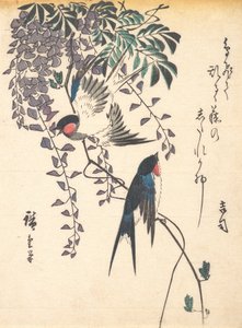 Hirondelle et glycine, milieu des années 1840