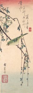 Paruline sur une branche de prunier - Ando Hiroshige