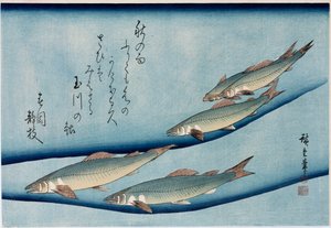 Truite de rivière, de la série Collection de poissons