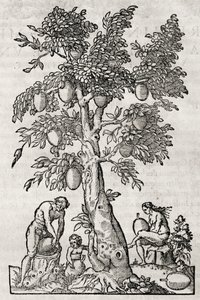 Arbre à pain - Andre Thevet