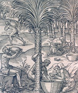 Habitants du Cap-Vert fabriquant des boissons à partir de palmiers - Andre Thevet