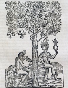 Nana fruit, plante médicinale tropicale, gravure de Cosmologie Universelle, par André Thevet, Paris