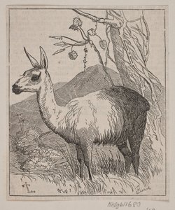 Un lama