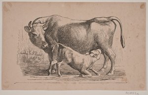 La vache et le veau