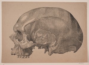 Crâne - Andreas Flinch