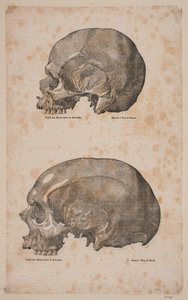 Deux crânes