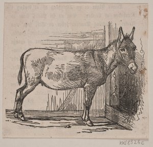 Âne - Andreas Flinch