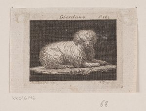 Giordano, un chien couché