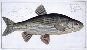Chub (Cyprinus Jeses) planche VI de 