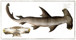 Requin marteau (Poisson Balance), publié par Black, c.1790