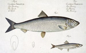 Hareng (Clupea Harengus) et Sprat (Clupea Sprattus) planche XXIX de 