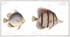Poisson Orb et Poisson à bec, publié par Black, c.1790