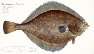 Plie (Pleuronectes Platessa) planche XLII de 