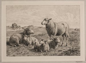 Danish : Moutons et agneaux dans le champ - Andreas Peter Madsen