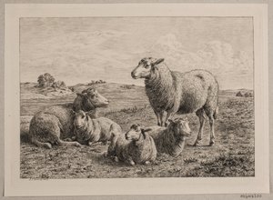 Moutons et agneaux dans le champ